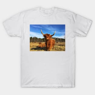 Scottish Highland Cattle Cow 2358 T-Shirt